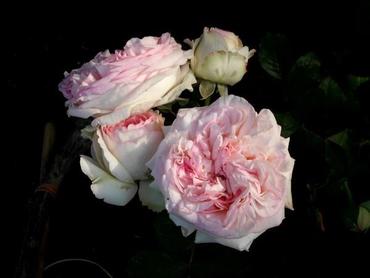 Rosen