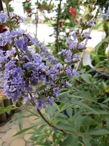 Mönchspfeffer Vitex agnus-castus