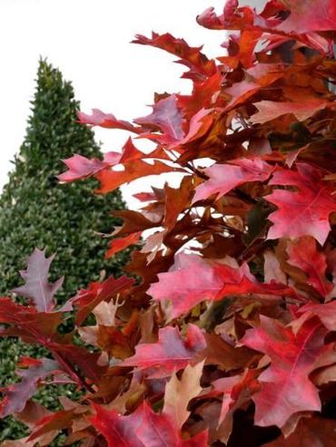 Sumpfeiche Quercus palustris