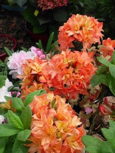 Sommerazaleen Azalea pontica