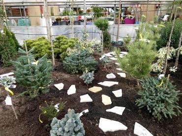 Zwergnadelgehölze Thuja, Larix, Pinus, Chamaecyparis & Co.