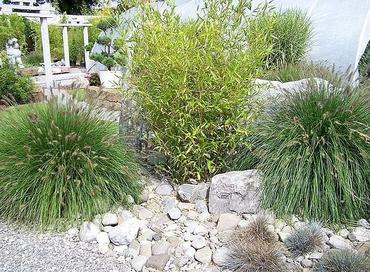 Horstig wachsende Arten