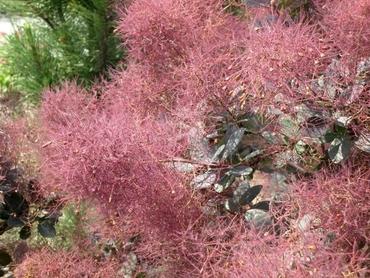 Perückenstrauch Cotinus coggygria