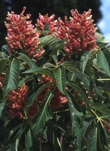 Aesculus pavia 'Koehnei'