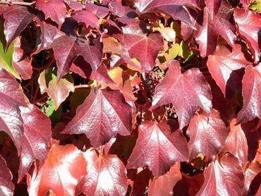 Kletterpflanzen für Hof und Garten kaufen in Bannewitz