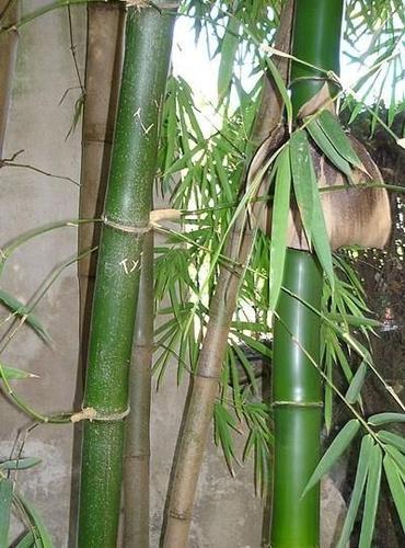 Ausläufertreibende Arten