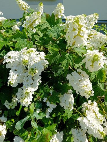Eichenblatt-Hortensie