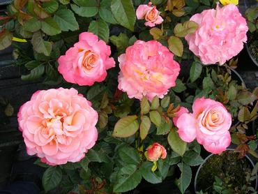 Rosen