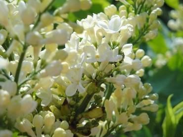 Flieder Syringa in Sorten