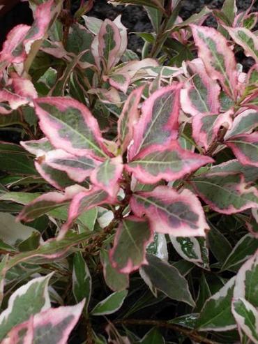 Zwerg-Weigelie Weigelia florida 'Monet'