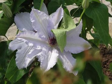 Waldrebe Clematis in Sorten