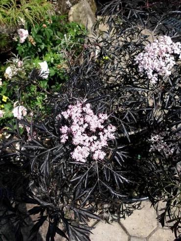 Rotblättriger Schlitz-Holunder Sambucus nigra 'Black Lace'