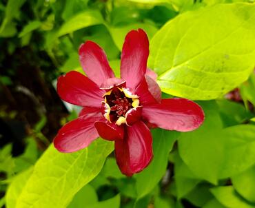 Calycanthus