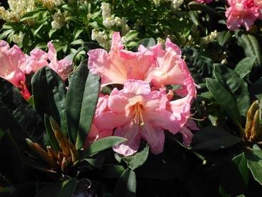 Rhododendren